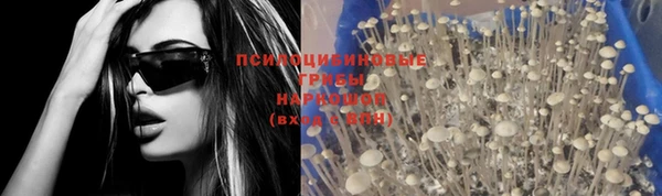 индика Абаза